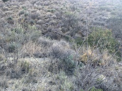 Coursetia glandulosa