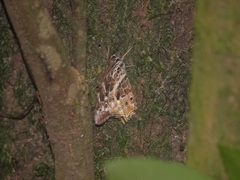 Neope armandii