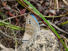 Caerulea coeligena