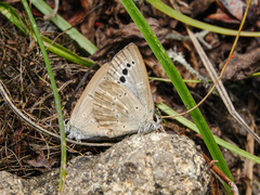 Caerulea coeligena