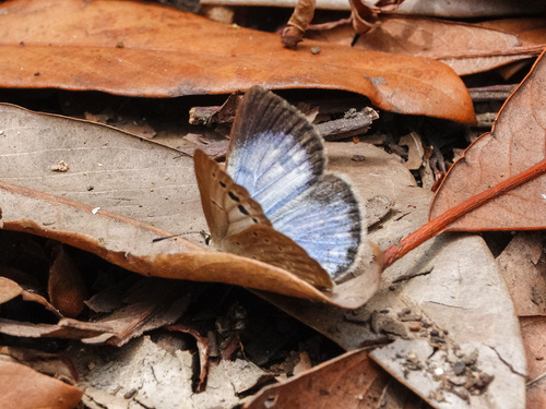 Large-spot Blue