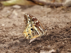 Neope armandii
