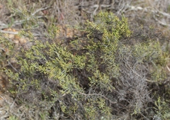 Dicerothamnus