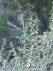 Baccharis pteronioides