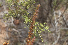 Dicerothamnus