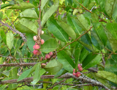 Glochidion littorale