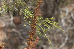 Dicerothamnus