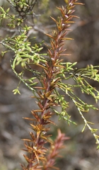 Dicerothamnus