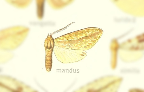 Leucanopsis mandus