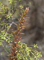 Dicerothamnus