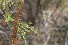 Dicerothamnus