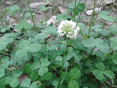 Trifolium repens