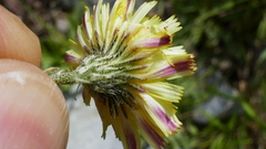Pilosella lactucella nana