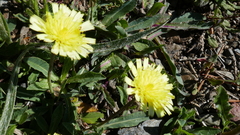 Pilosella lactucella nana