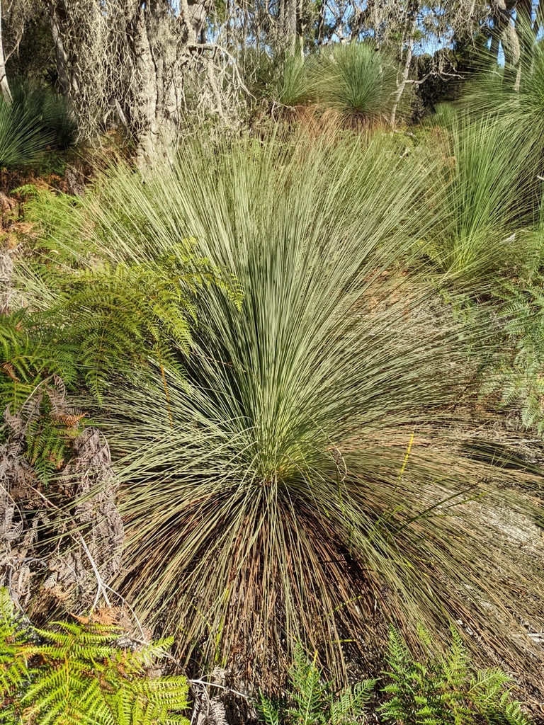 Austral Grass-tree from Kelso TAS 7270, Australia on April 06, 2022 at ...