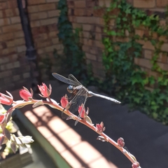 Orthetrum julia capicola