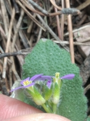 Arabis blepharophylla
