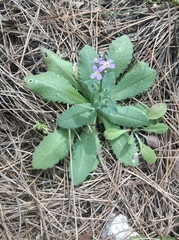 Arabis blepharophylla