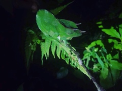 Trioceros deremensis