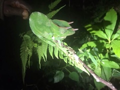 Trioceros deremensis