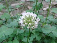 Trifolium repens