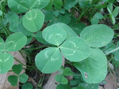 Trifolium repens