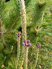 Pinus