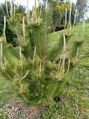 Pinus