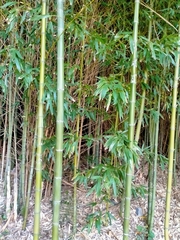 Phyllostachys sulphurea