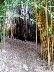 Phyllostachys sulphurea