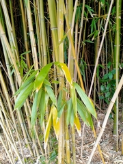 Phyllostachys sulphurea