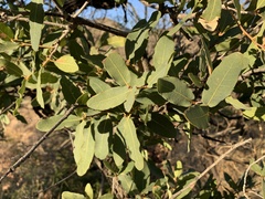 Quercus oblongifolia