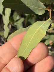 Quercus oblongifolia