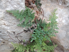Oeosporangium