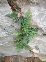 Oeosporangium