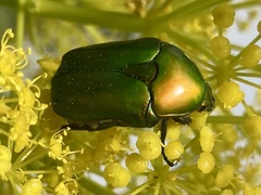 Protaetia cuprea ignicollis