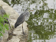 Ardea cinerea