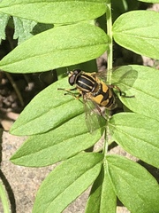 Helophilus pendulus