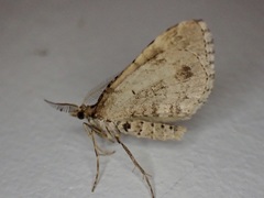 Asaphodes