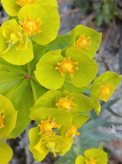 Euphorbia rigida