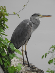 Ardea cinerea
