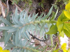 Euphorbia rigida