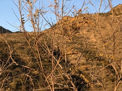 Coursetia glandulosa