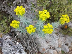 Euphorbia rigida