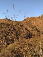 Coursetia glandulosa