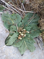 Mandragora autumnalis