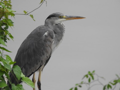 Ardea cinerea