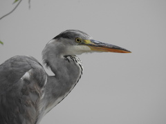 Ardea cinerea