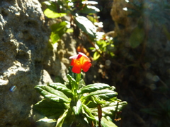 Diplacus parviflorus