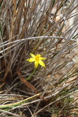 Empodium gloriosum